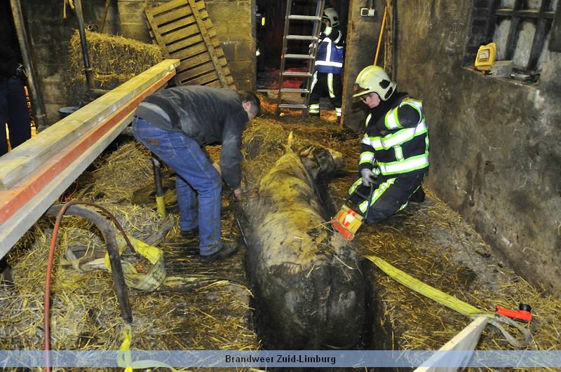02-02-2012 – Schimmert, Stier in gierkelder